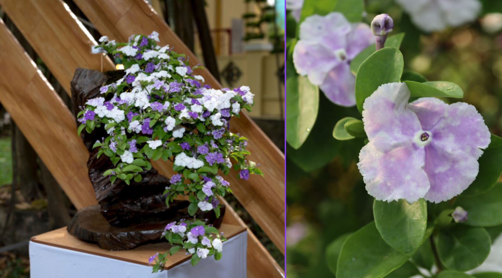 Cách chăm sóc cây Lài Nhật